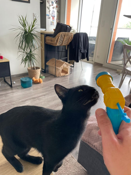 Un-jeu-original-et-amusant-pour-les-chats-et-leurs-humains Coeur de Chat