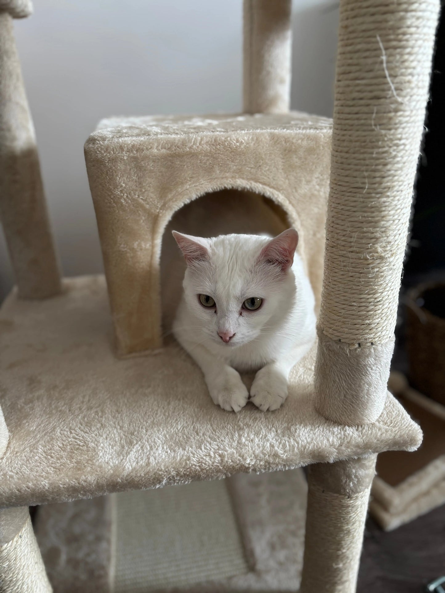 Arbre à Chat Haut Coeur de Chat, un chat blanc est dans une cachette