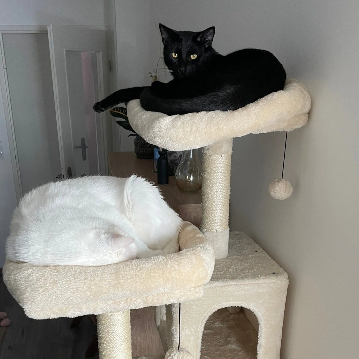 Arbre à Chat Haut Coeur de Chat, un chat noir et un chat blanc sont chacun sur une passerelle située à 1m80 du sol