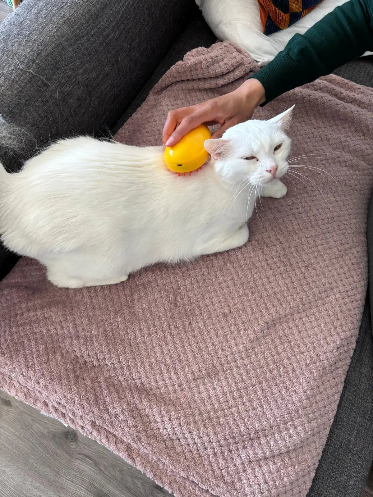 Brosse spéciale poils de chat Coeur de Chat - brossage d'un chat blanc