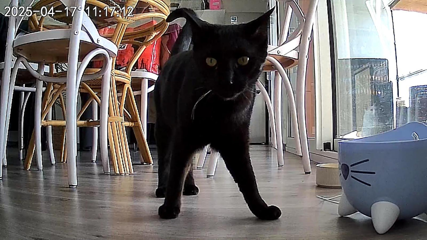Distributeur Automatique de Croquettes (avec ou sans caméra) Coeur de Chat - image d'un chat noir prise par le distributeur