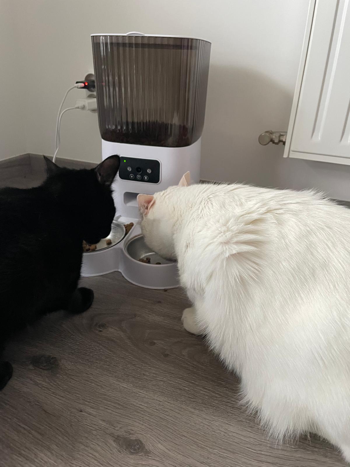 Distributeur Automatique de Croquettes (avec ou sans caméra) Coeur de Chat - Deux chats qui mangent des croquettes