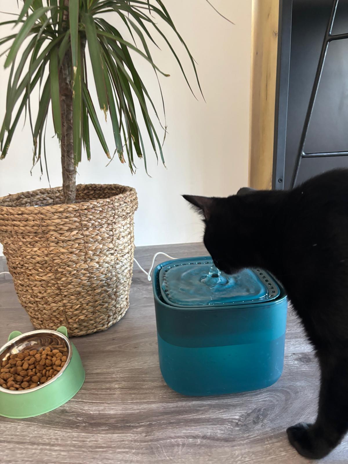 Fontaine à eau automatique pour chat 3L Coeur de Chat de couleur verte avec un chat noir qui boit