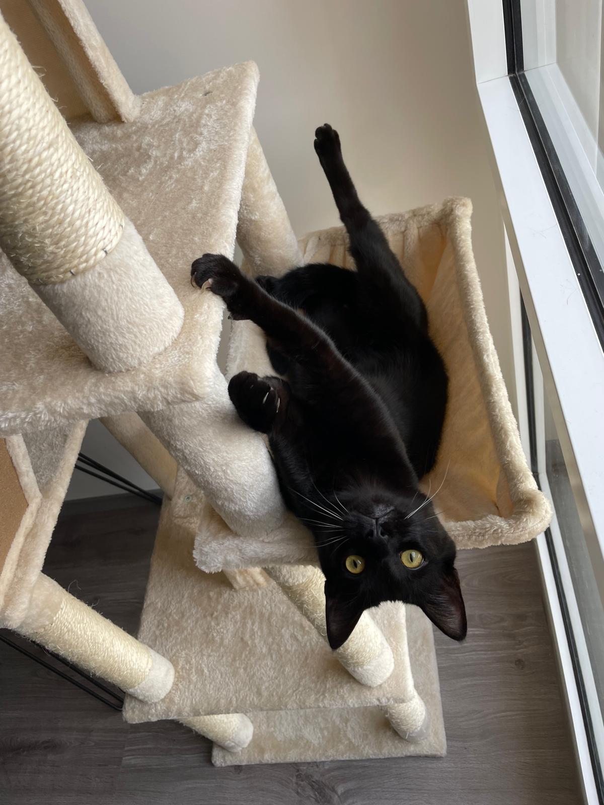Arbre à Chat Haut Coeur de Chat, un chat noir est dans le hamac
