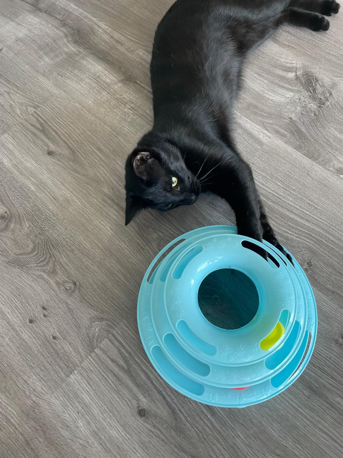 Jouet interactif pour chat à 3 niveaux avec balles colorées Coeur de Chat, un chat noir est allongé avec les pattes dans le jeu