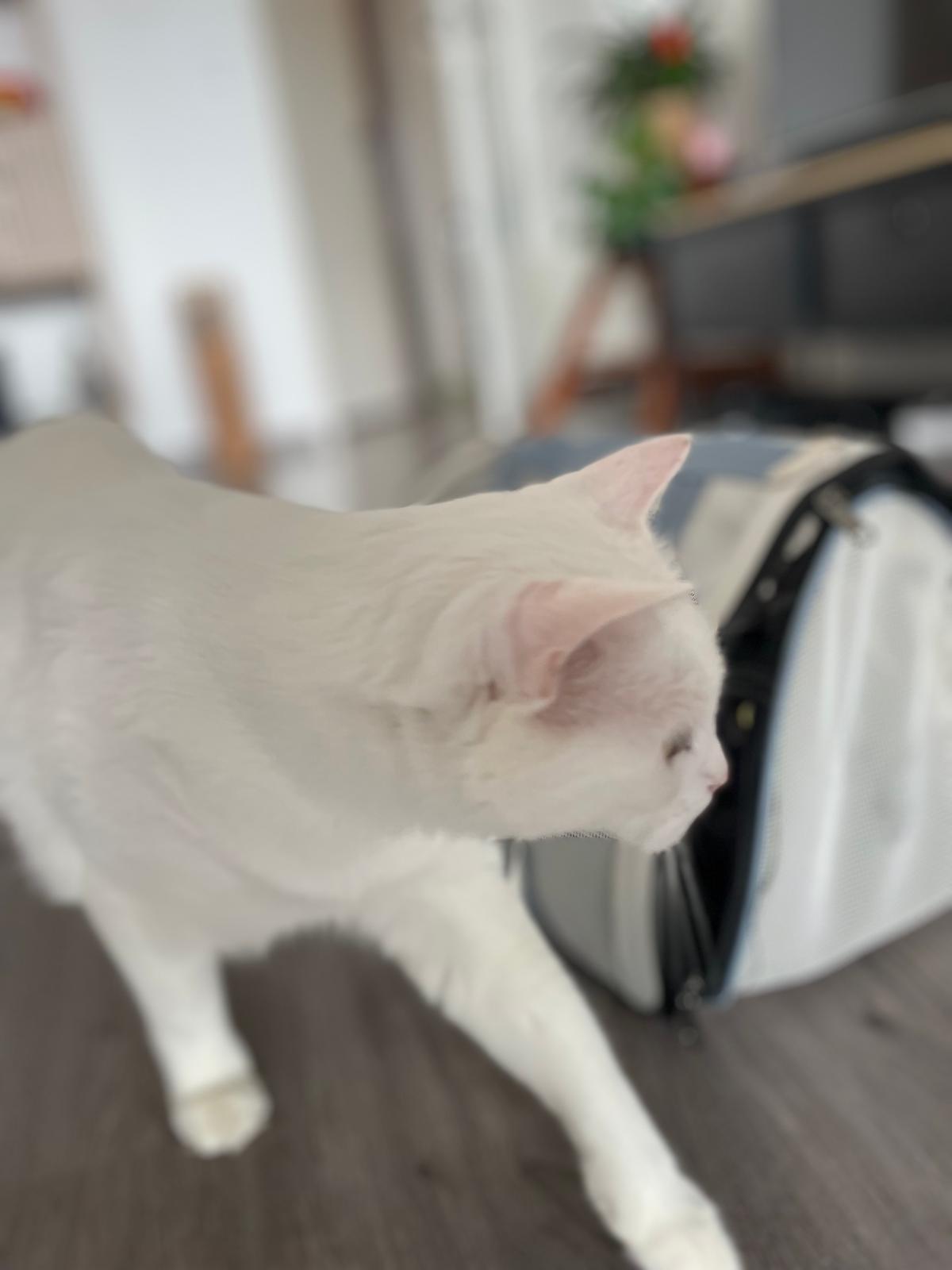 Sac de transport pour chat Coeur de Chat