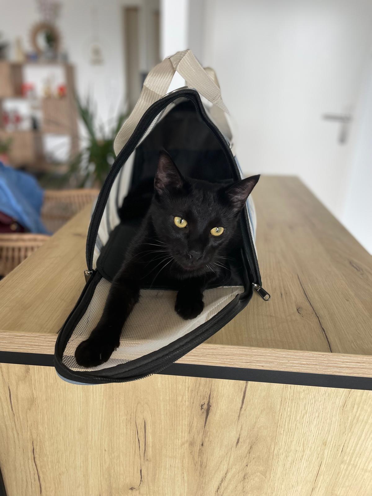 Sac de transport pour chat Coeur de Chat
