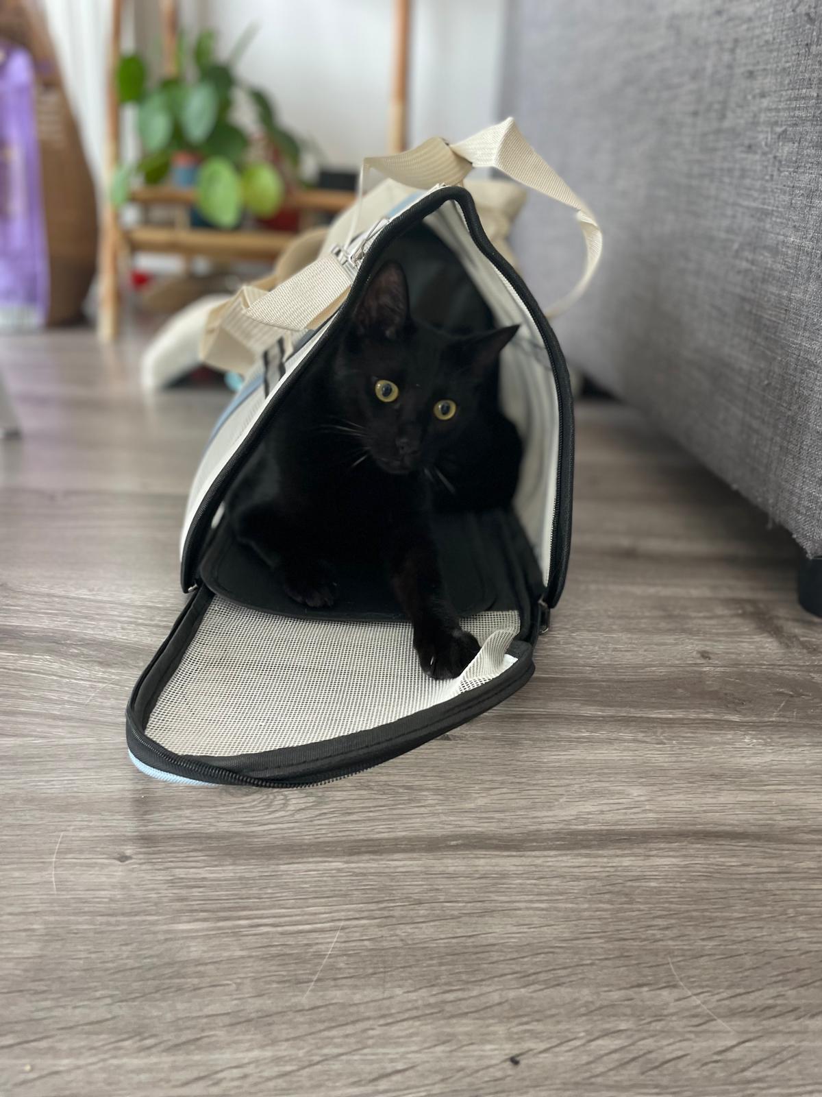 Sac de transport pour chat Coeur de Chat