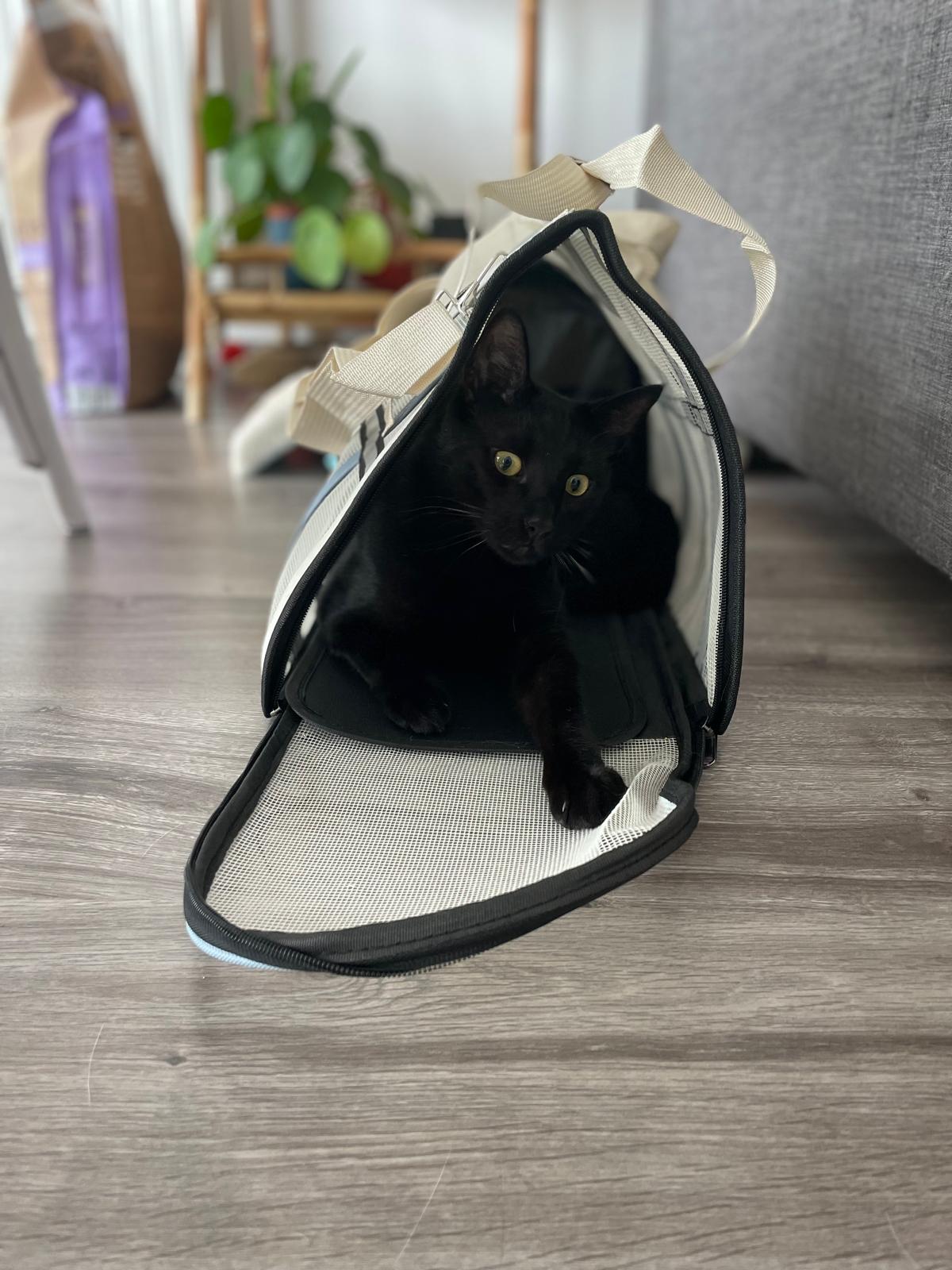 Sac de transport pour chat Coeur de Chat