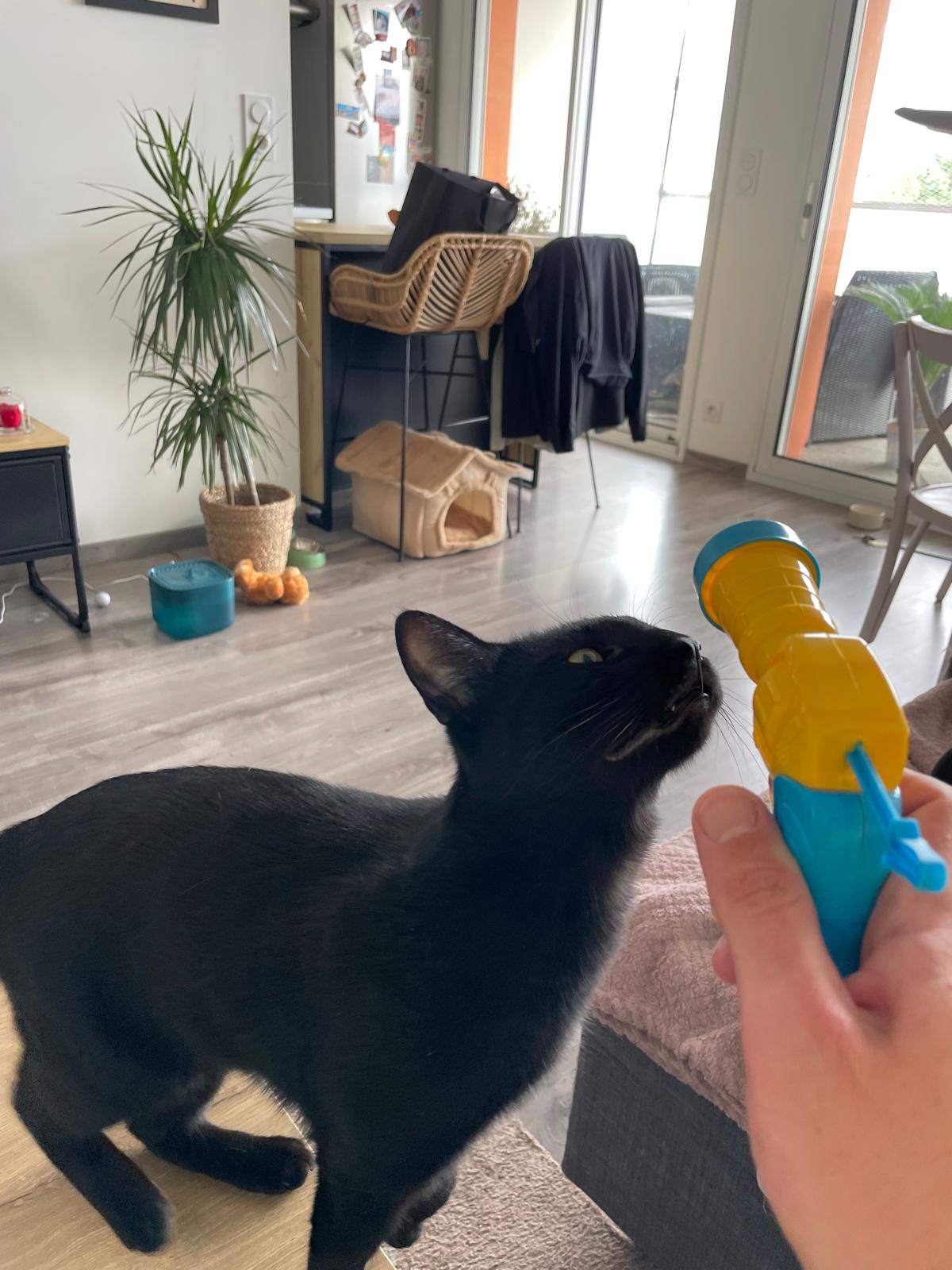 Lanceur de balles en peluche pour chat Coeur de Chat
