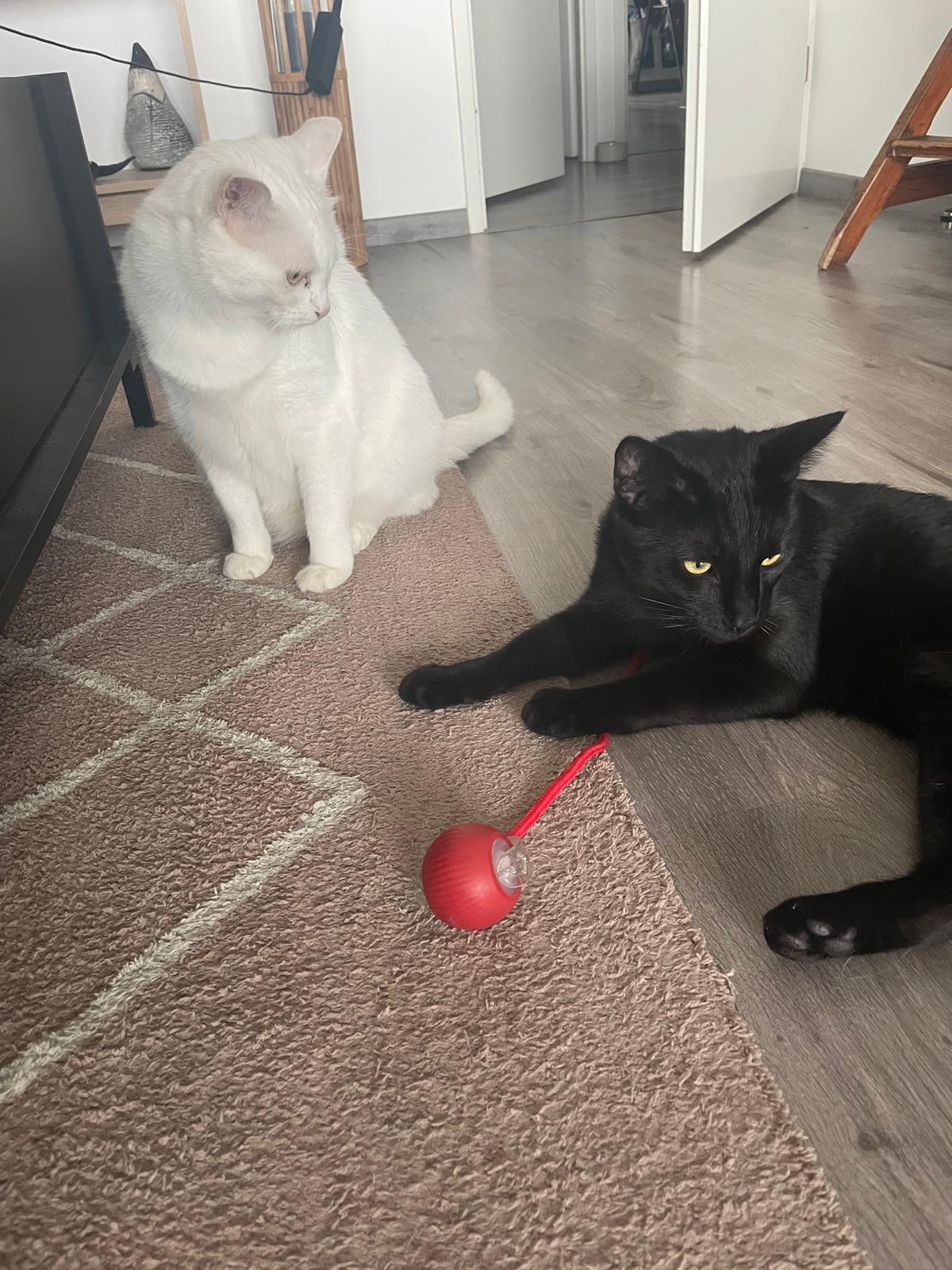 Balle électrique interactive pour chat Coeur de Chat