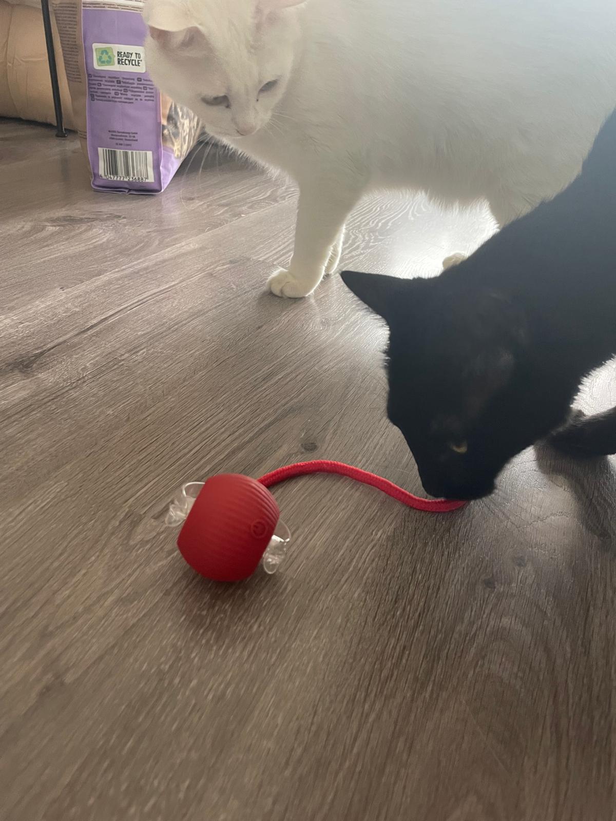 Balle électrique interactive pour chat Coeur de Chat
