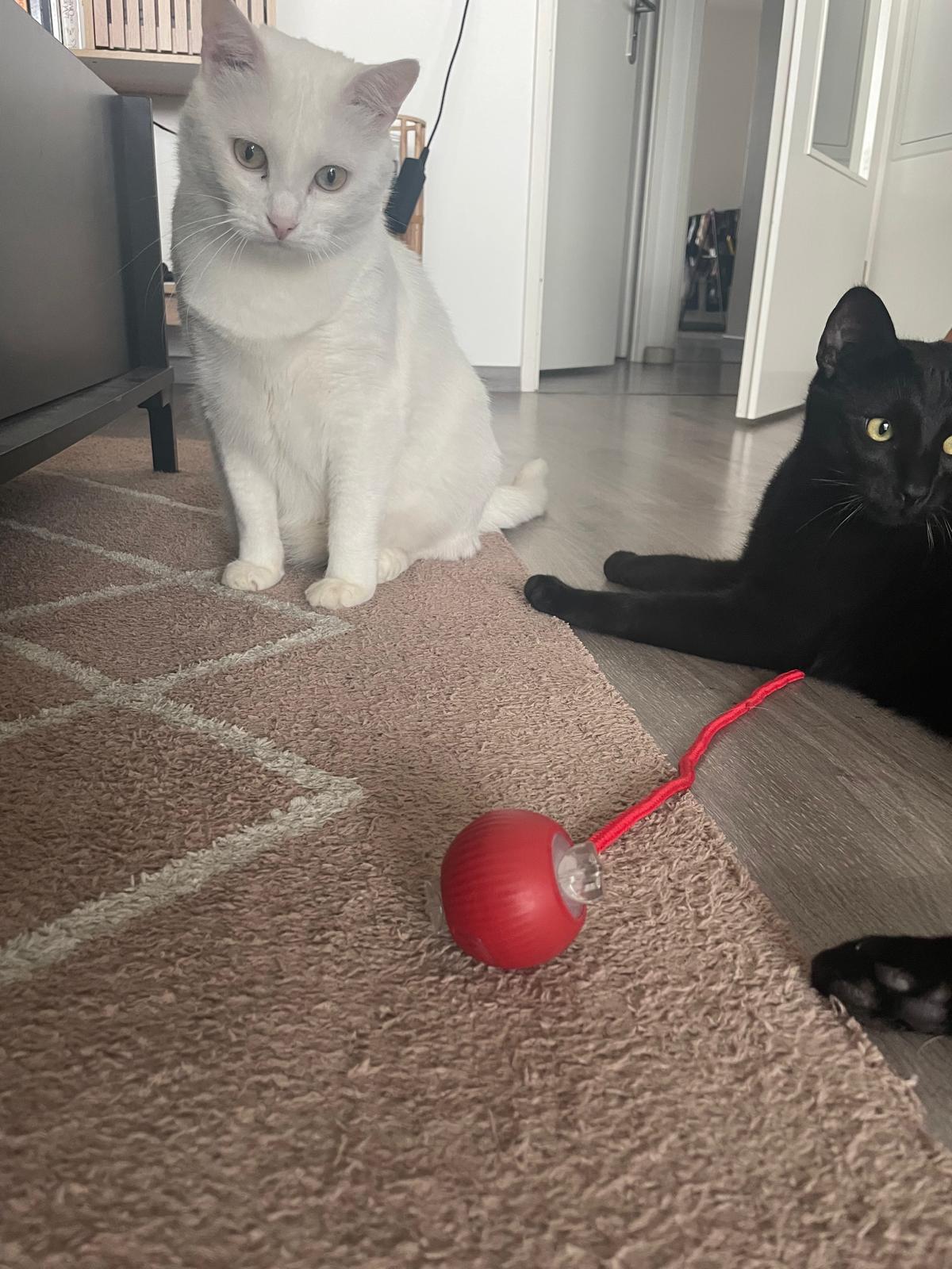 Balle électrique interactive pour chat Coeur de Chat