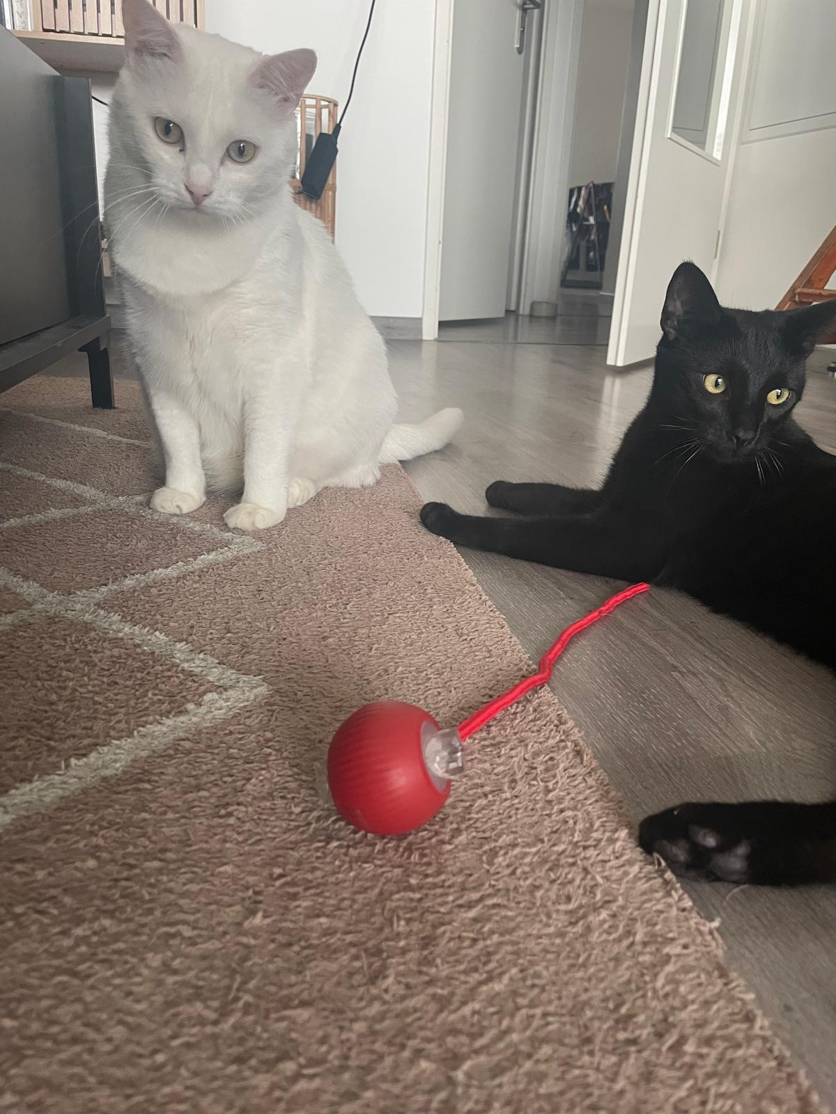 Balle électrique interactive pour chat Coeur de Chat