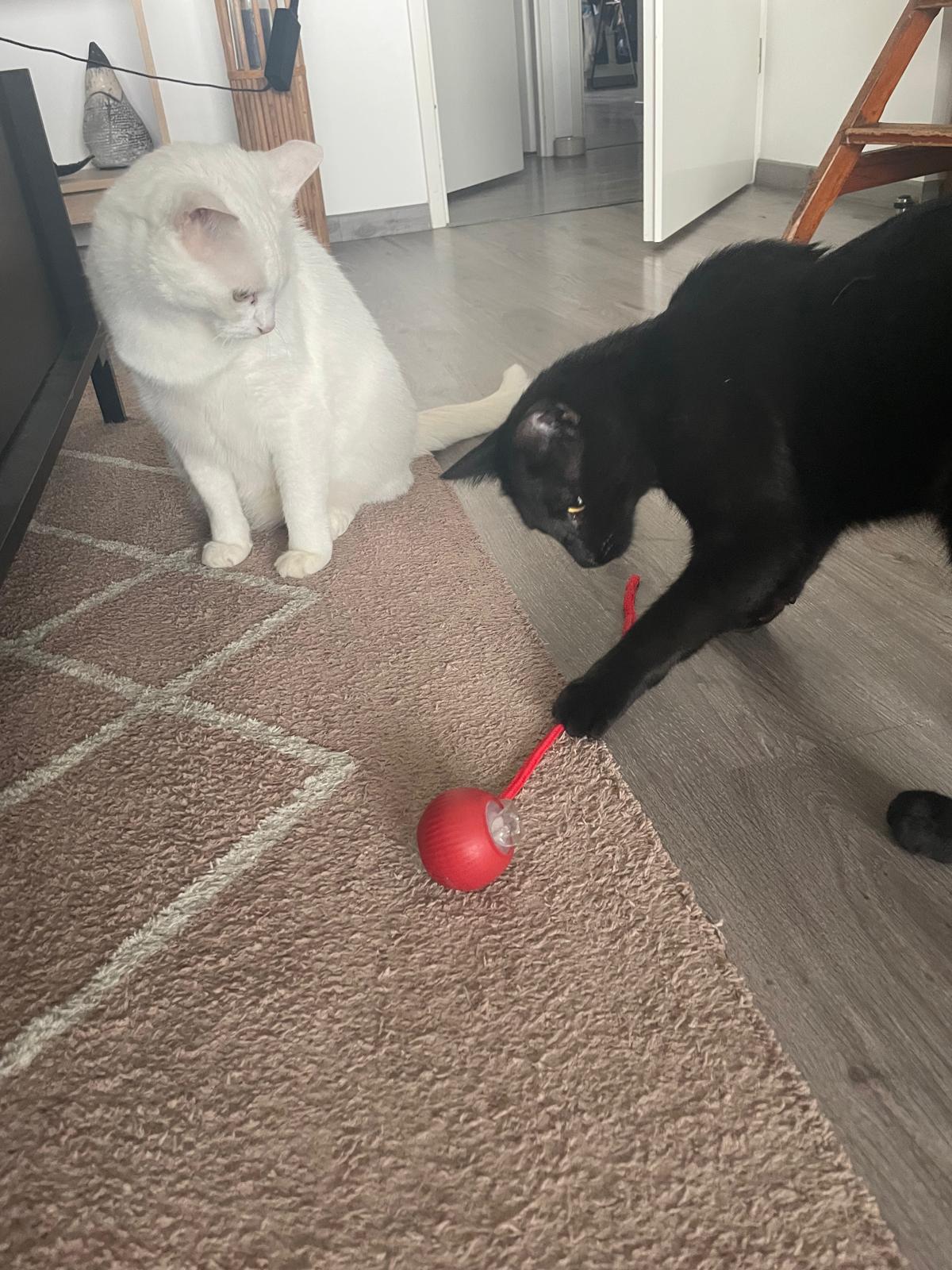 Balle électrique interactive pour chat Coeur de Chat