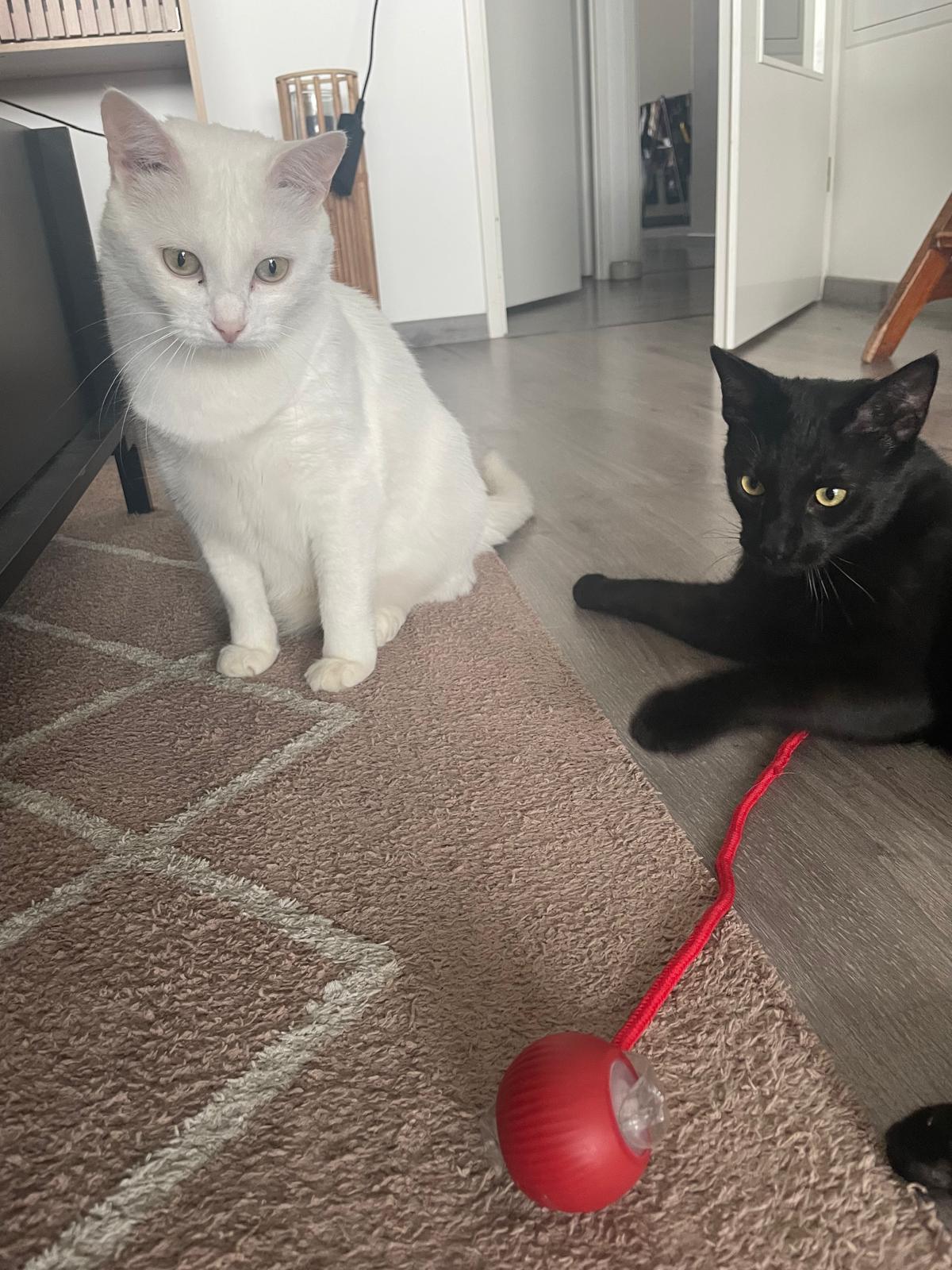 Balle électrique interactive pour chat Coeur de Chat