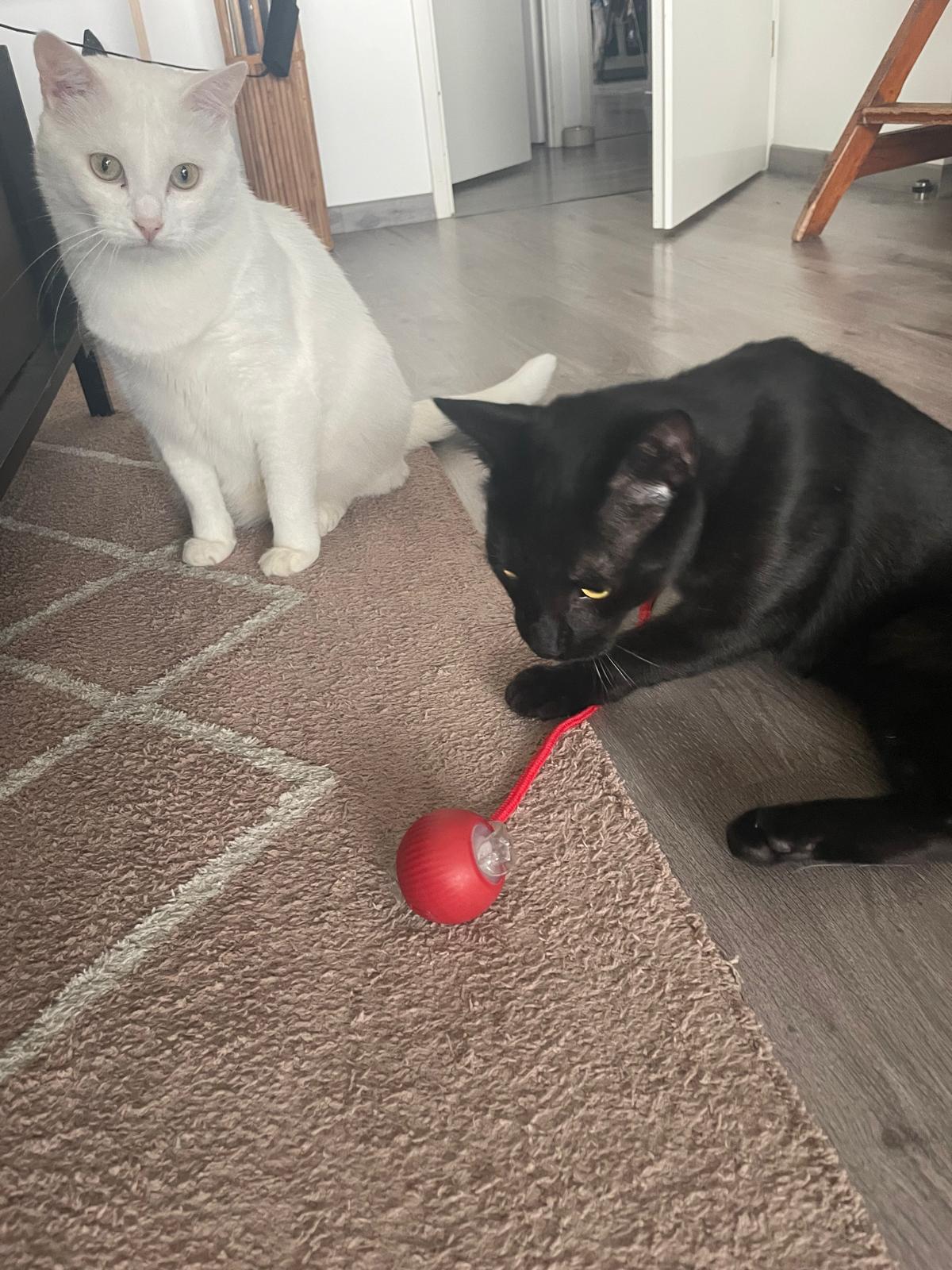 Balle électrique interactive pour chat Coeur de Chat