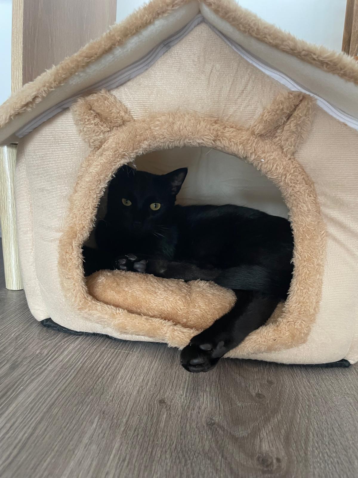 Caverne pour chat – Maison confortable lavable en machine Coeur de Chat