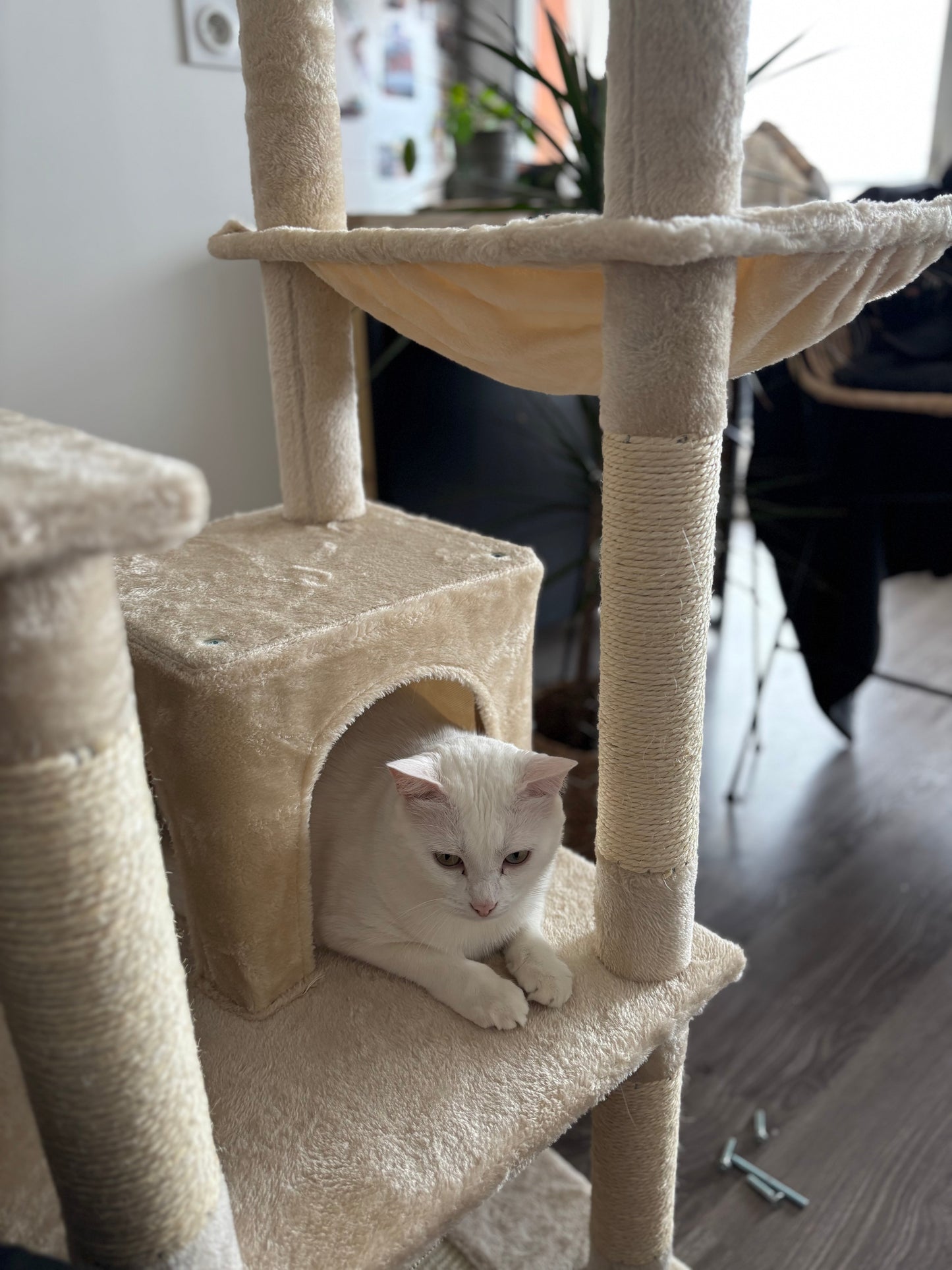 Arbre à Chat Haut Coeur de Chat - un chat blanc est dans une cachette