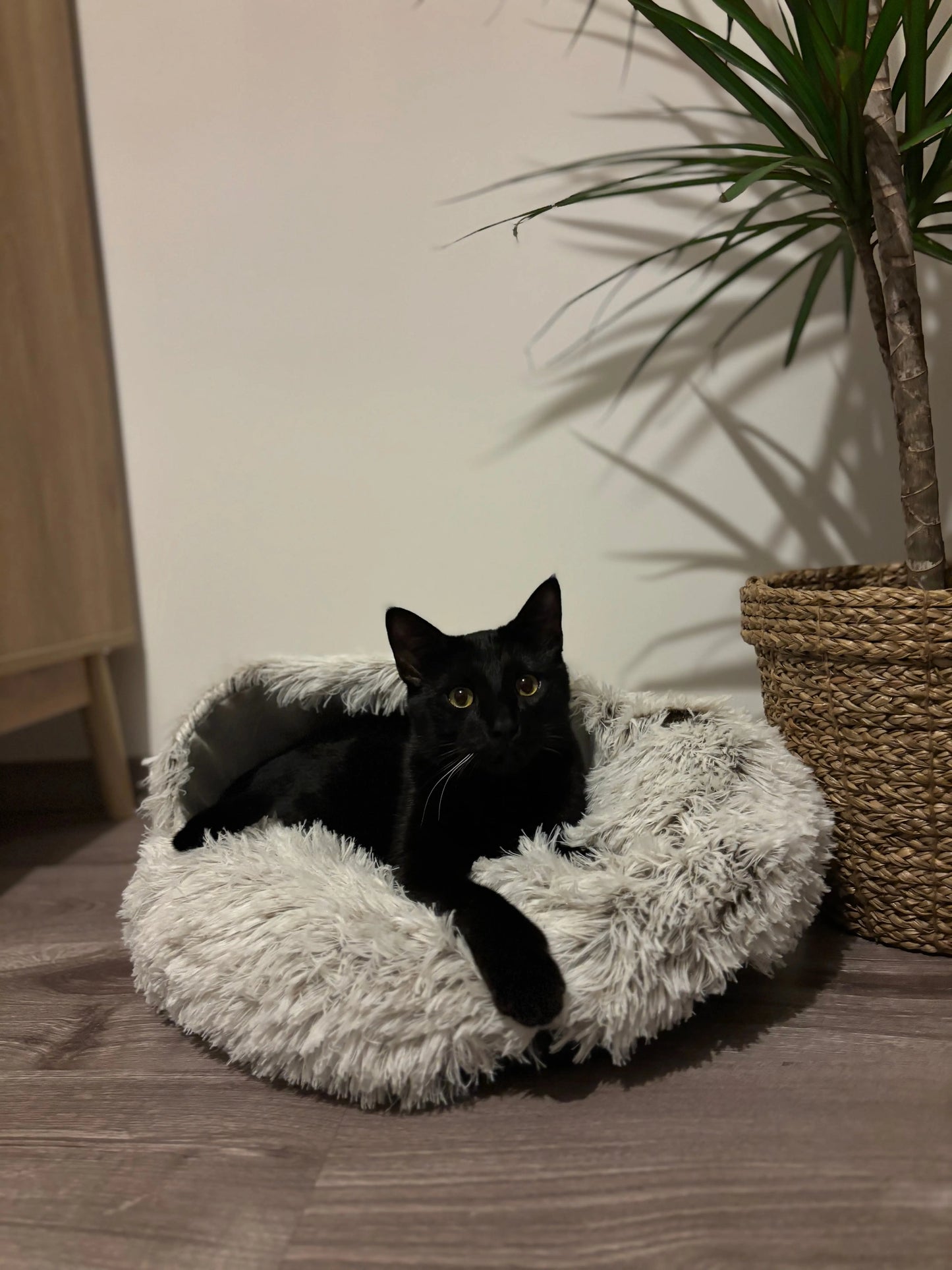 Nid douillet Coeur de Chat, un chat noir nous regarde alors qu'il est allongé dans le panier douillet