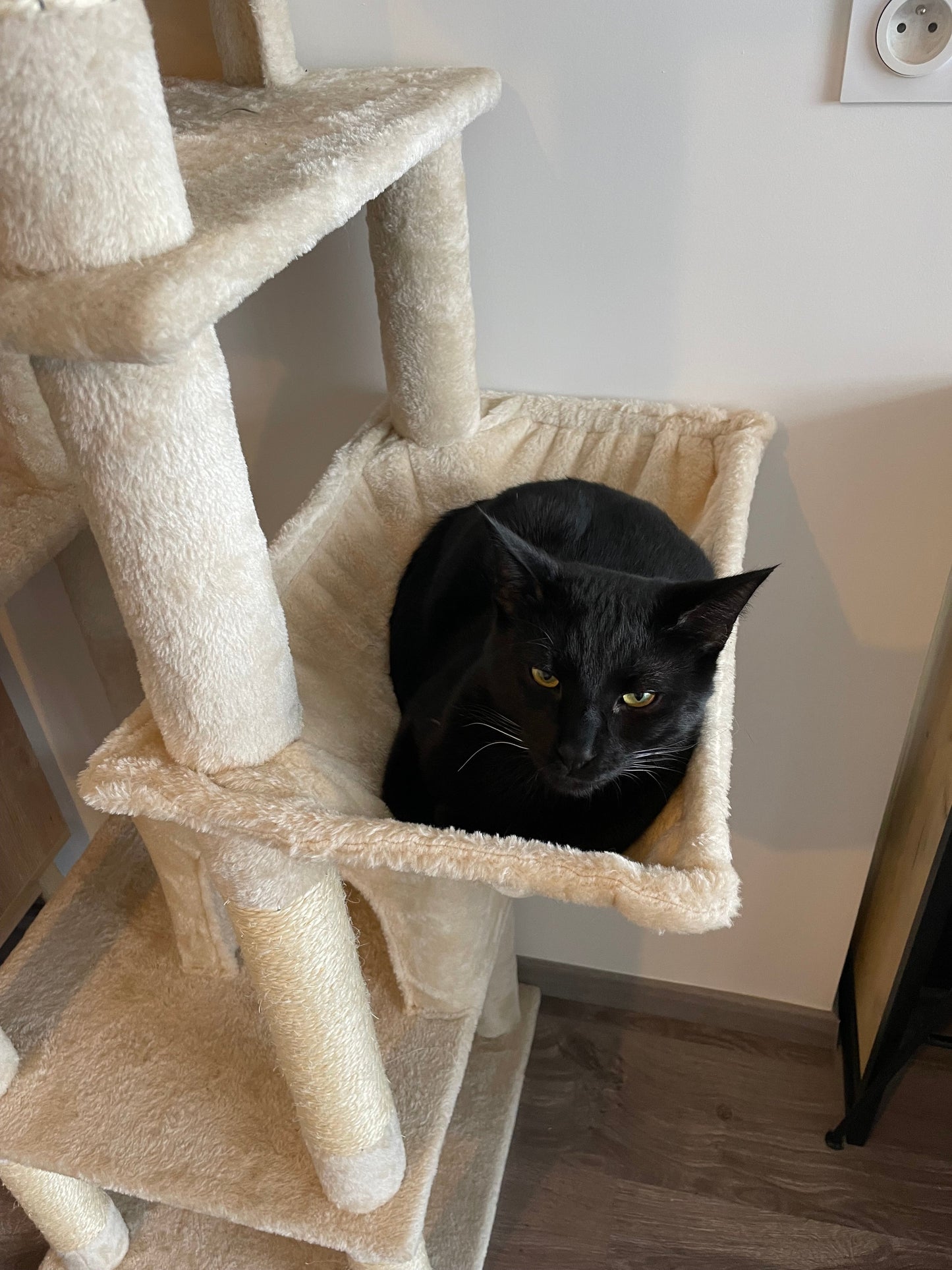 Arbre à Chat Haut Coeur de Chat, un chat noir nous regarde depuis le hamac