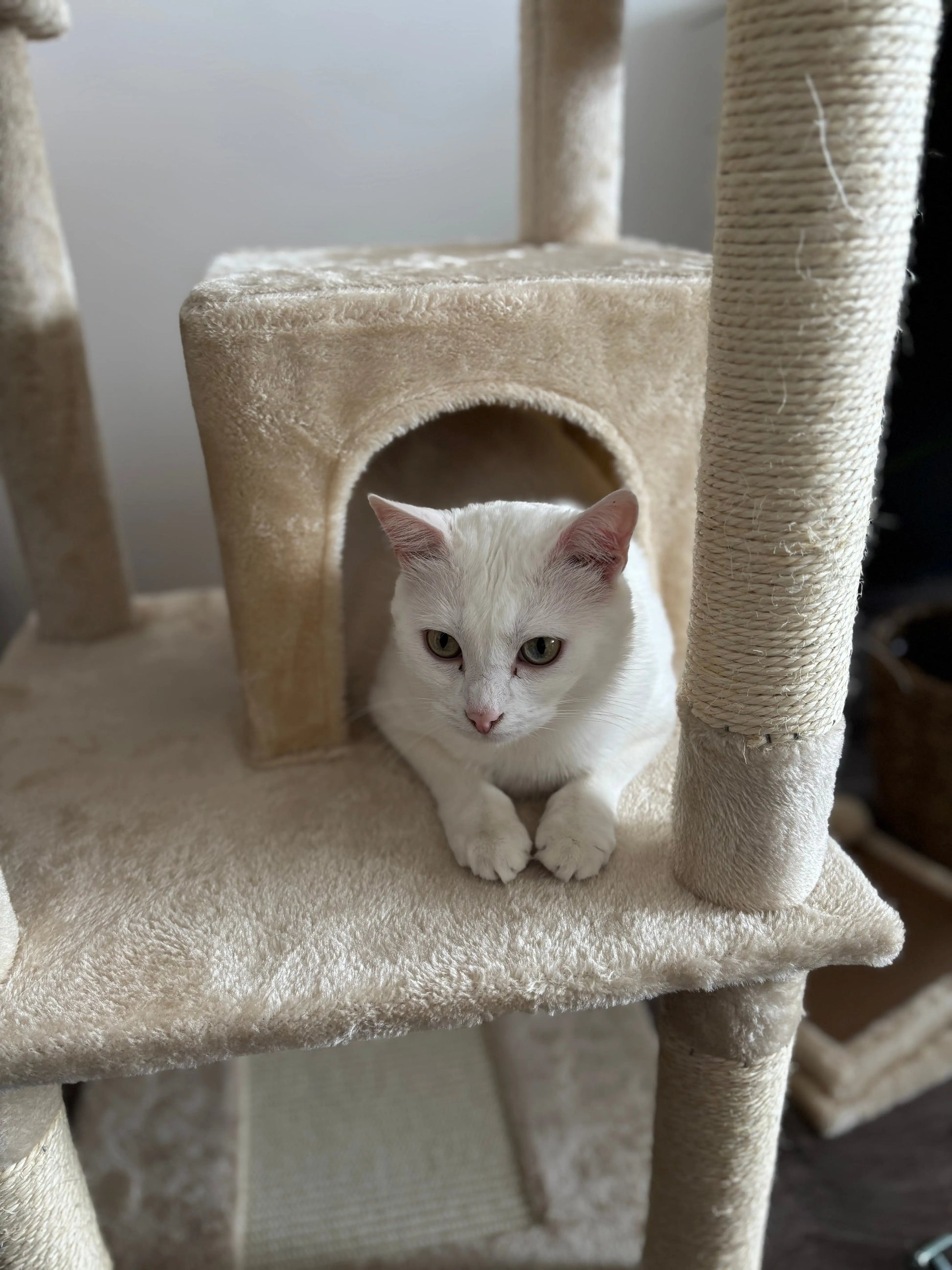 Arbre à Chat Haut Coeur de Chat, un chat blanc est dans une cachette