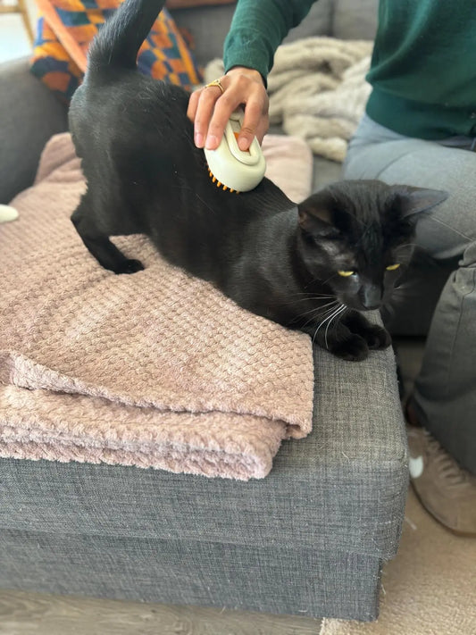 Brosse avec manche Coeur de Chat - brossage d'un chat noir