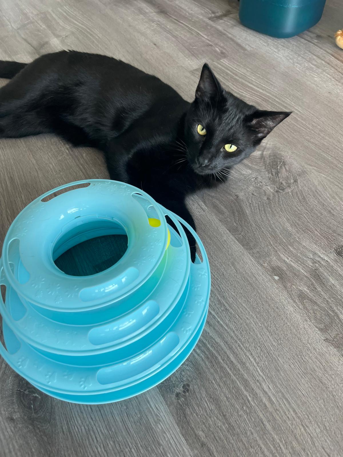 Jouet interactif pour chat à 3 niveaux avec balles colorées Coeur de Chat, un chat noir est allongé avec les pattes dans le jeu