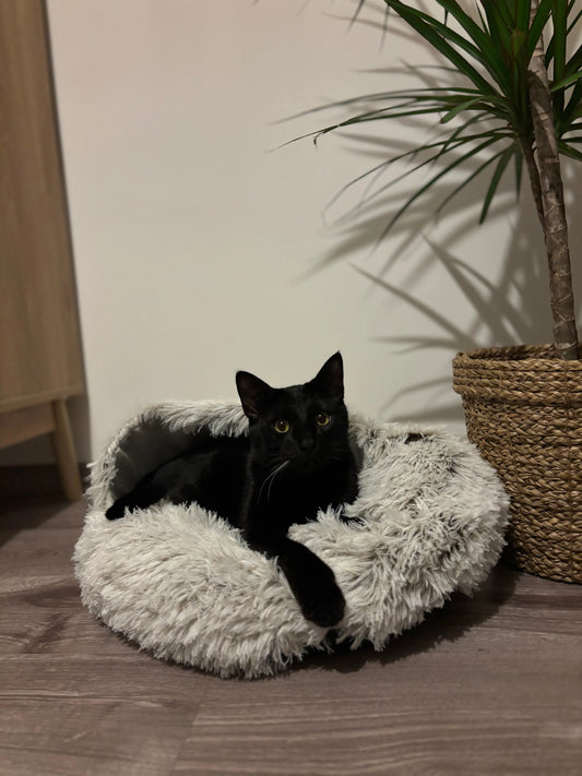 Nid douillet Coeur de Chat, un chat noir nous regarde alors qu'il est allongé dans le panier douillet