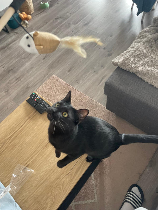 Jouet plume interactif pour chat avec tige en bois et clochette Coeur de Chat