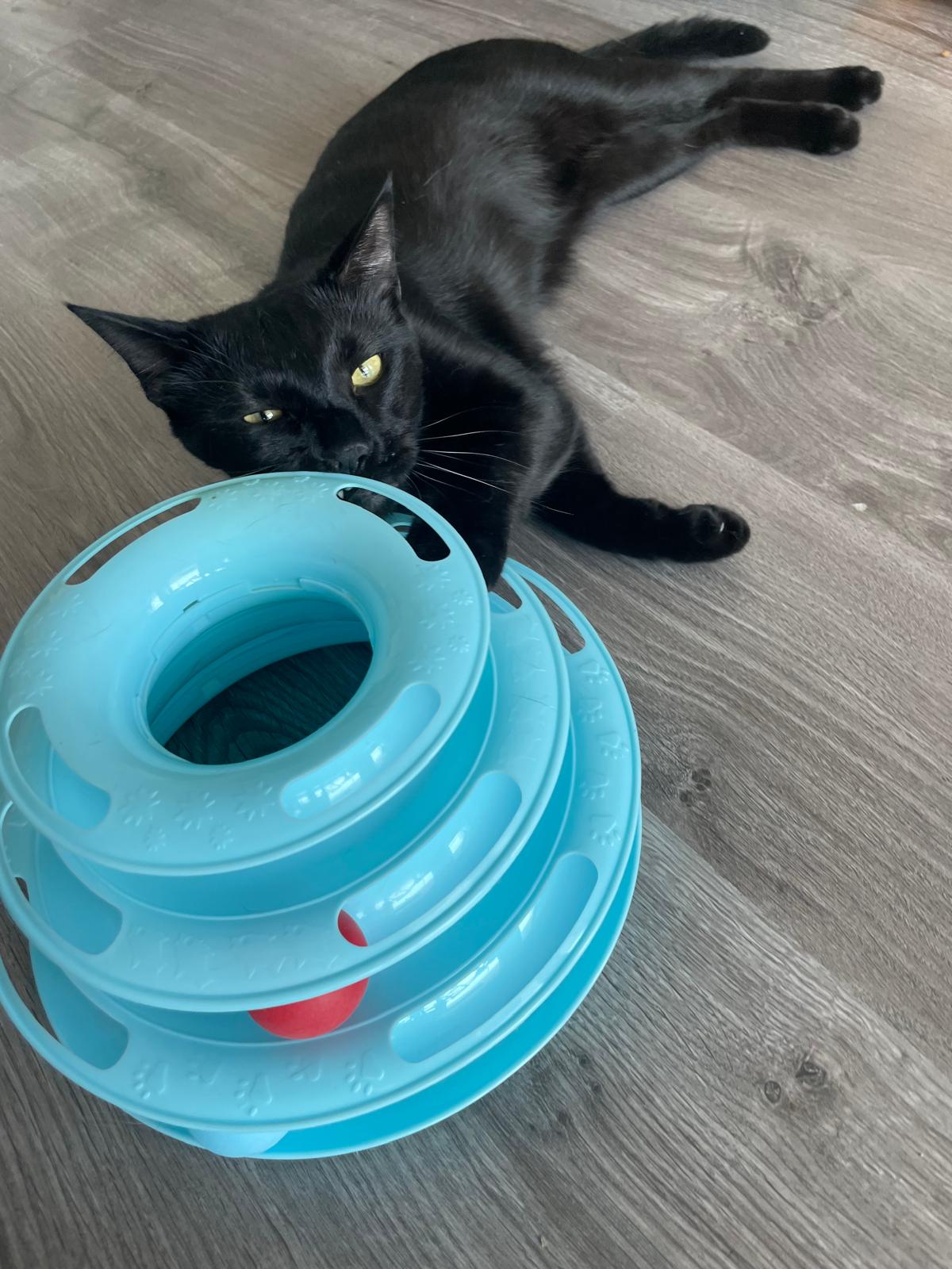 Jouet interactif pour chat à 3 niveaux avec balles colorées Coeur de Chat, un chat noir est allongé avec les pattes dans le jeu