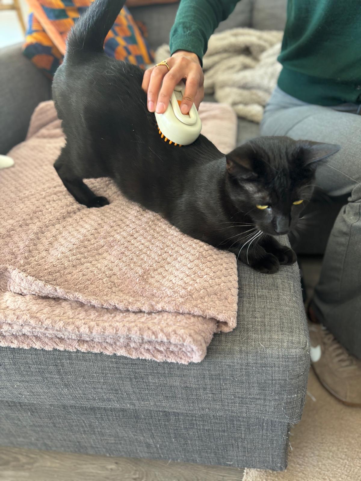 Brosse pour chat avec manche