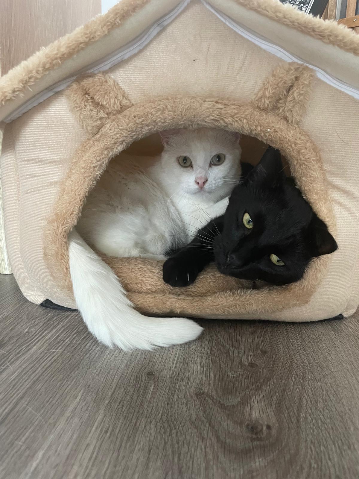 Maisonnette pour chat