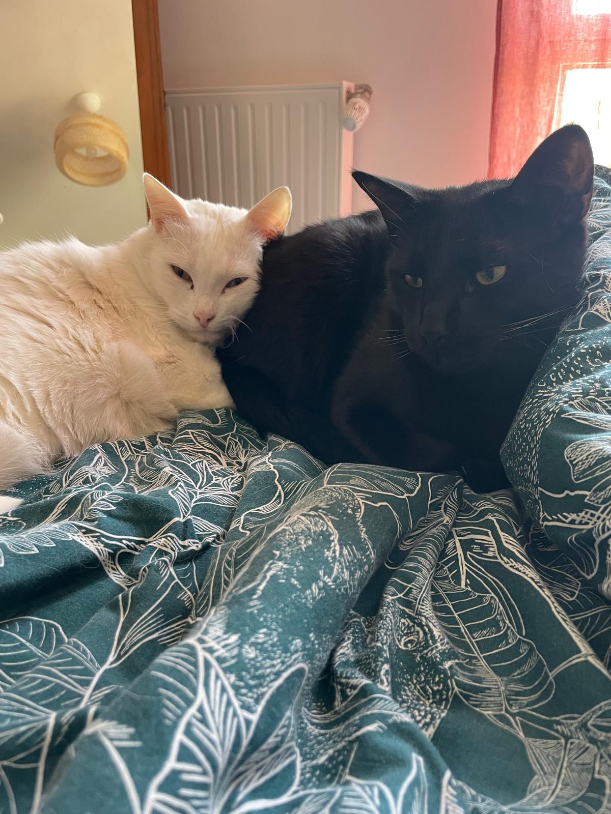 Vision - Rio et Vador