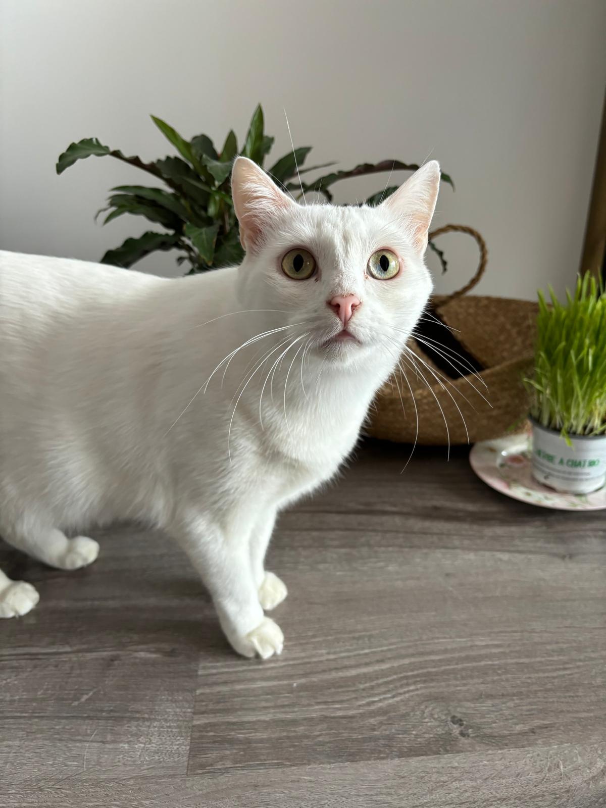 Mission - Rio et Vador